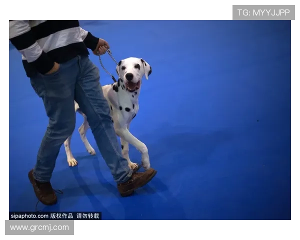 西班牙人三年重如犬龄岁月沉淀